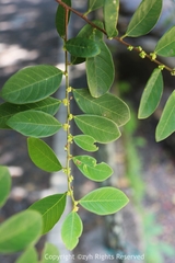 Bridelia tomentosa