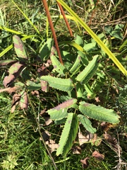 Sanguisorba canadensis