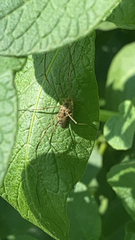 Phalangiinae