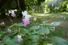 Impatiens balfourii