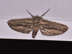 Holochroa dissociarius