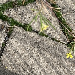 Erysimum cheiranthoides