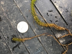 Elodea canadensis