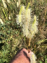 Sanguisorba canadensis