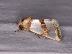 Schinia chrysellus