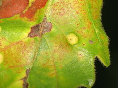 Neuroterus floccosus