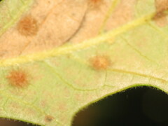 Neuroterus floccosus