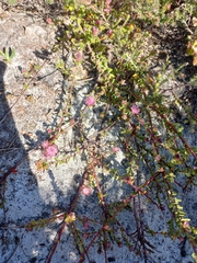 Diastella divaricata divaricata