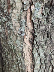 Lecanora thysanophora