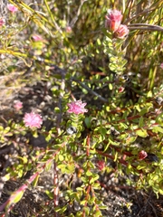 Diastella divaricata divaricata