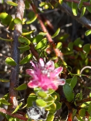 Diastella divaricata divaricata
