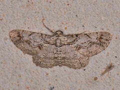 Iridopsis defectaria