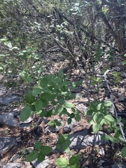 Forestiera reticulata