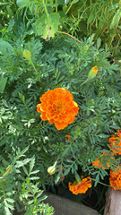 Tagetes erecta