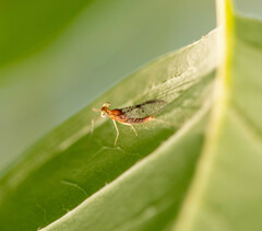 Leucrocuta umbratica