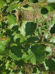 Alnus glutinosa