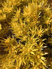 Leucadendron xanthoconus