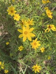 Bidens aristosa