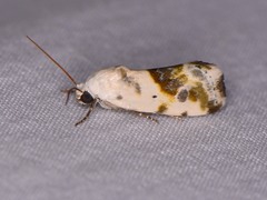 Ponometia candefacta