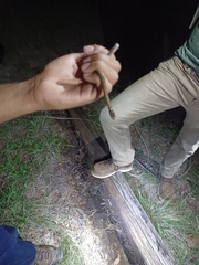 Thamnophis marcianus