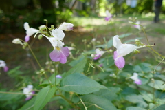 Impatiens balfourii