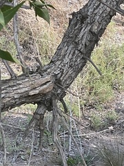 Populus angustifolia