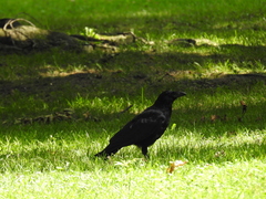 Corvus corone