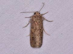 Spodoptera exigua