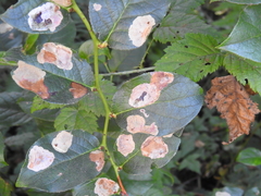 Cameraria gaultheriella