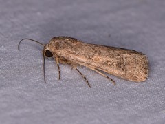 Spodoptera exigua