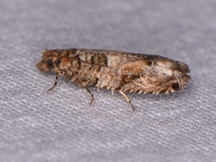 Epinotia