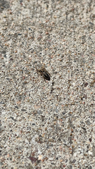 Habronattus coecatus