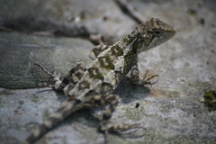 Agamidae