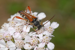 Stenopterus rufus