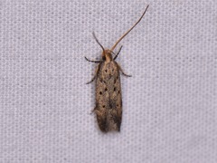 Anacampsis