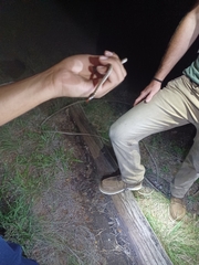 Thamnophis marcianus