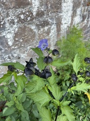 Nicandra physalodes