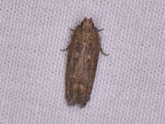 Hypatima