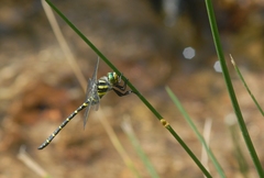 Cordulegaster boltonii