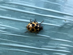 Ceratomegilla notata