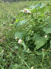 Persicaria sagittata