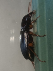 Harpalina