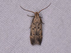 Anacampsis