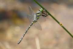 Cordulegaster boltonii