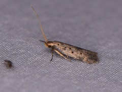Anacampsis