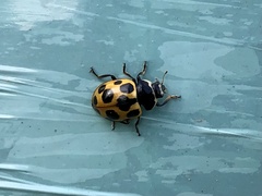 Ceratomegilla notata