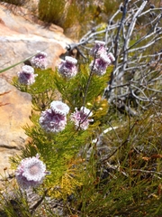 Serruria hirsuta