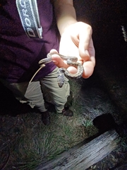 Thamnophis marcianus