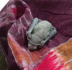 Pipistrellus ceylonicus