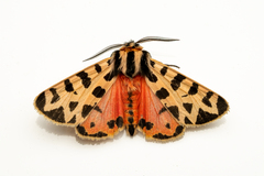 Apantesis incorrupta